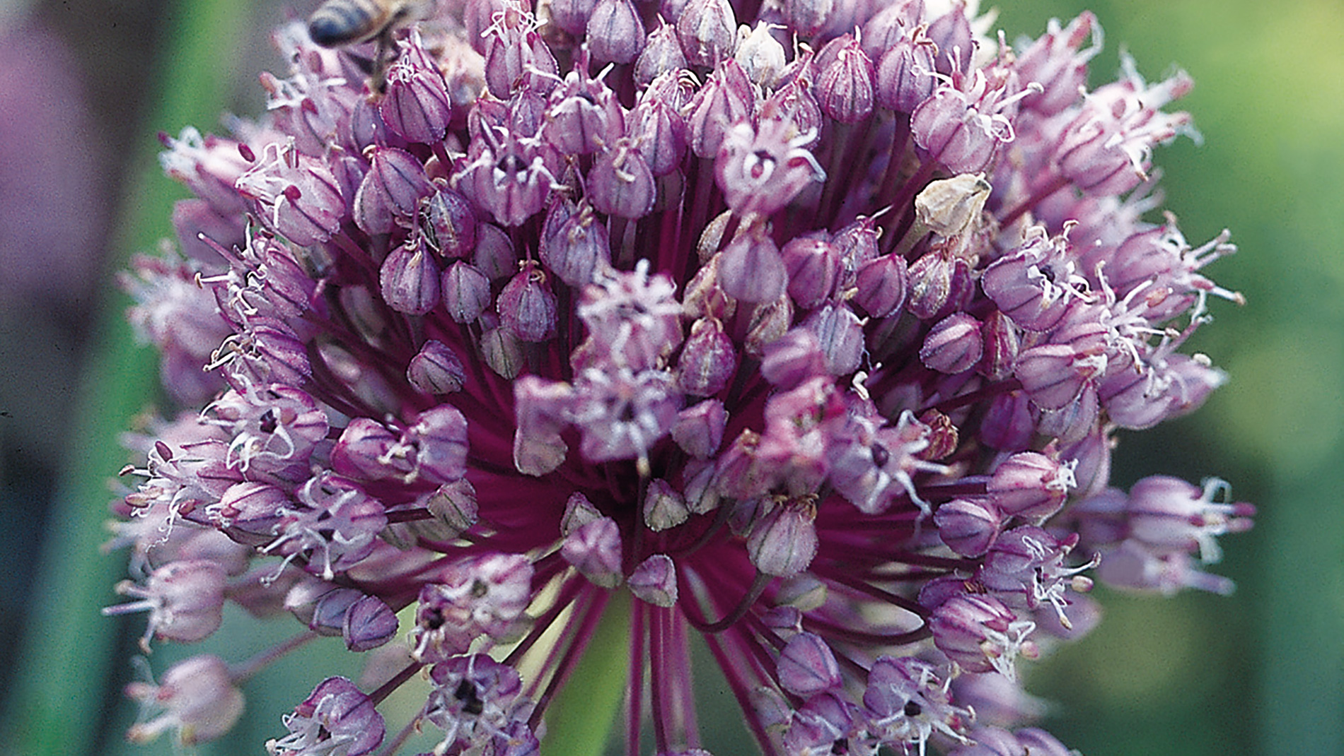 Florais de Saint Germain