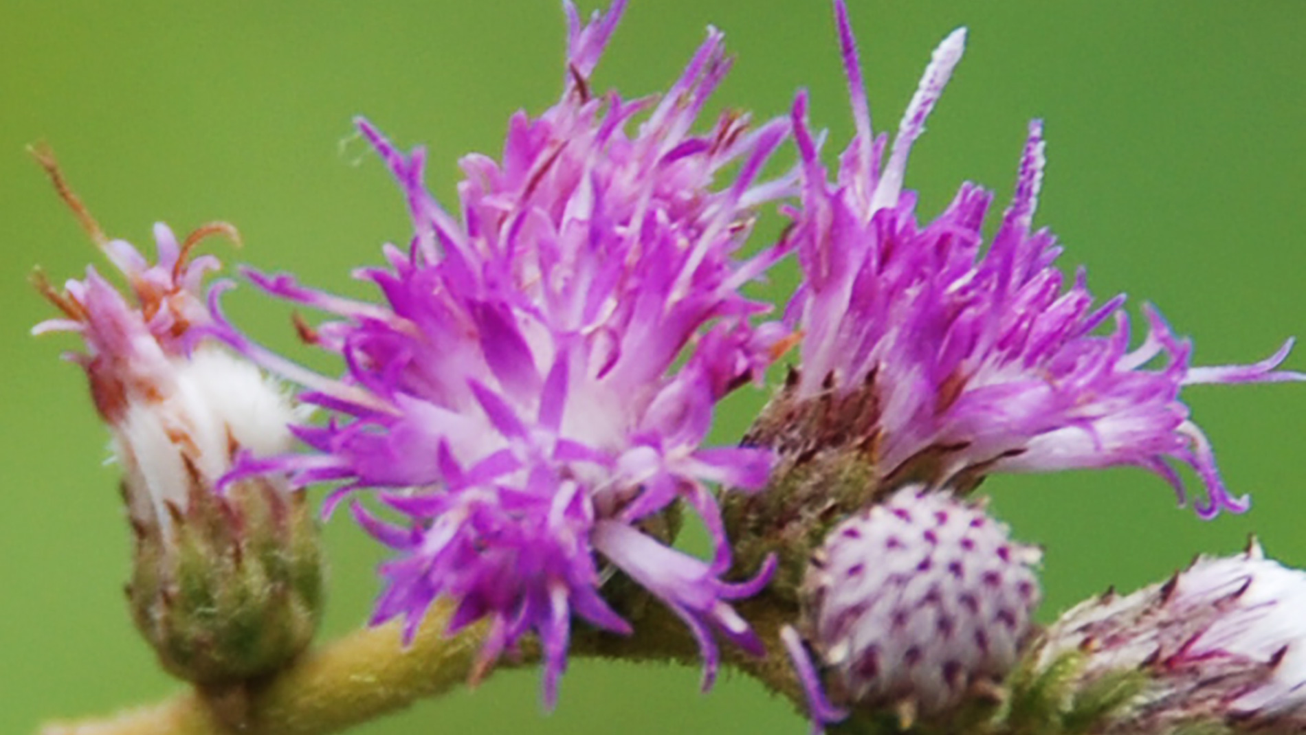 Dandelion - Essência Floral - Leveza - Florais Agnes - Essências Florais  Brasileiras