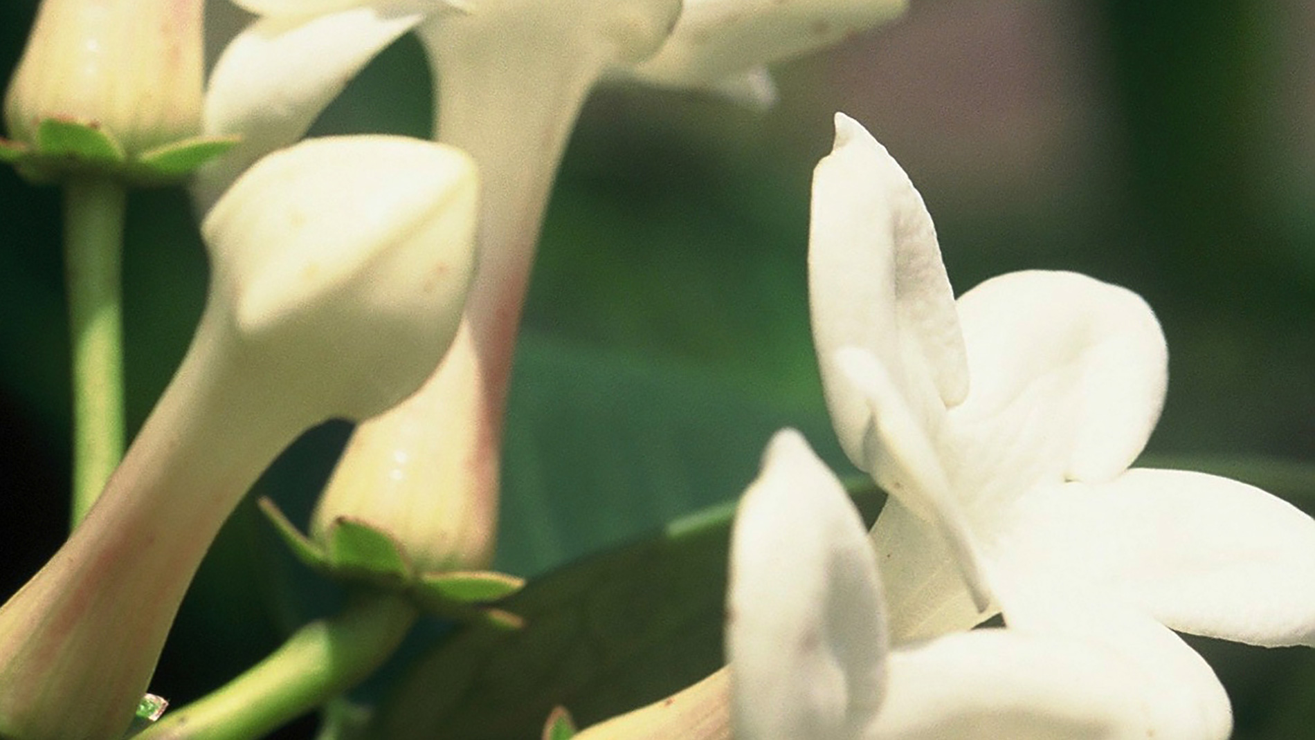 Florais de Saint Germain